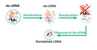 Normalized cDNA Library image 1